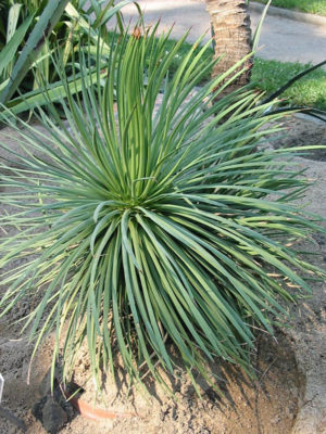 Alternative view of Fancy Hedgehog Agave (agave stricta)