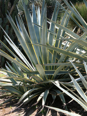 Alternative view of XL Tequila Sunrise Agave, Weber Azul (agave tequilana marginata)