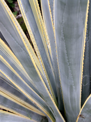 Alternative view of Lg. Tequila Sunrise Agave, Weber Azul (agave tequilana marginata)