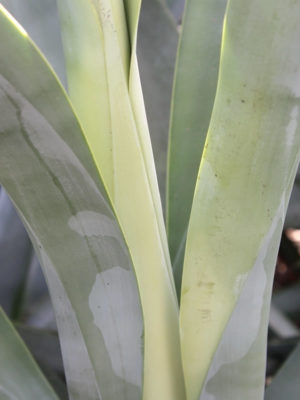 Alternative view of XL Octopus Agave (agave vilmoriniana)