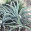 Lg. Octopus Agave (agave vilmoriniana)