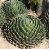 Lg. Classic Round Queen Victoria Agave Plant (agave victoriae regina)