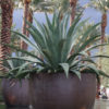 Lg. Maguey Liso Agave Plant (agave weberi)