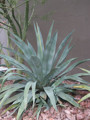 Alternative view of XL Maguey Liso Agave (agave weberi)