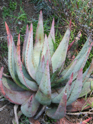 Alternative view of Prickly Aloe (aloe aculeata)