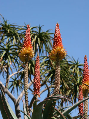 Alternative view of Aloe Africana (aloe sp)