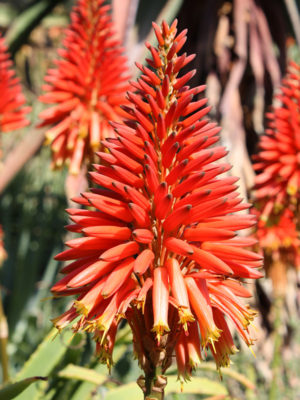 Alternative view of Lg. Candelabra Aloe Plant (aloe arborescens)