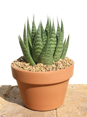 Alternative view of Lg. Aristocrat Lace Aloe Plant (aloe aristata)