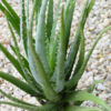 XL Blue Elf Aloe Plant (aloe sp)