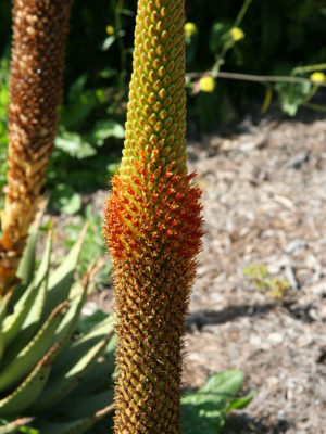 Alternative view of Bright Broom Aloe (aloe broomii)