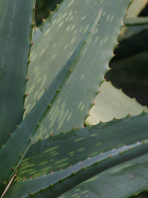 Alternative view of XL Nubian Aloe Plant (aloe camperi)