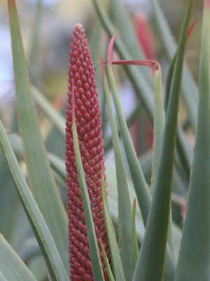 Alternative view of Cat's Tail Aloe (aloe castanea)