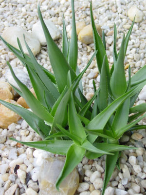 Alternative view of XL Climbing Jade Aloe Plant (aloe ciliaris)