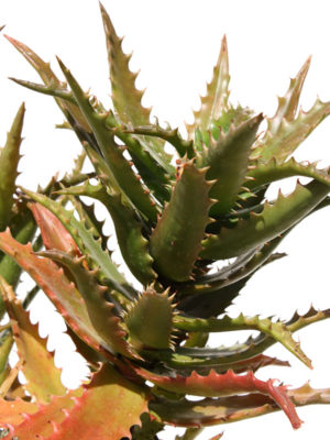 Alternative view of XL Tiger Tooth Aloe Plant (aloe congolensis)