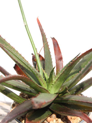 Alternative view of Lg. Dwarf Red Tooth Aloe Plant (aloe sp)