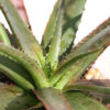 Lg. Dwarf Red Tooth Aloe Plant (aloe sp)