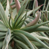 Zimbabwe Aloe (aloe excelsa)