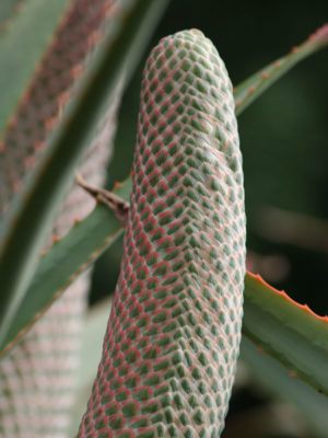 Alternative view of Zimbabwe Aloe (aloe excelsa)