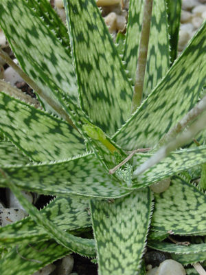 Alternative view of Lg. Amazonica Aloe Plant (aloe fragilis)