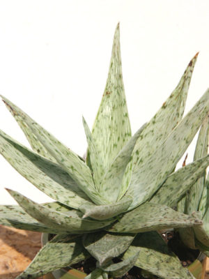 Alternative view of Lg. Kenya Silver Aloe Plant (aloe fragilis)