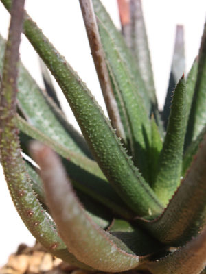 Alternative view of Lg. Midnight Aloe Gastrolea Plant (aloe fragilis)