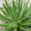 XL Hybrid Green Gold Aloe Plant (aloe sp)