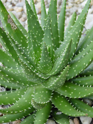 Alternative view of XL Hybrid Green Gold Aloe Plant (aloe sp)