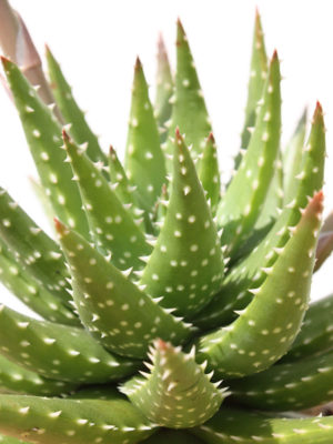 Alternative view of Lg. Hybrid Green Gold Aloe Plant (aloe sp)
