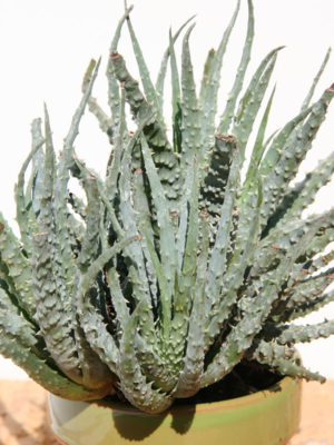 Alternative view of Lg. Humilis Spider Aloe Plant (aloe sp)