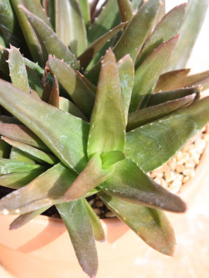 Alternative view of Lg. Maroon Tip Aloe Plant (aloe sp)