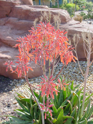 Alternative view of XL Hawaiian Soap Aloe Plant (aloe saponaria)