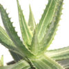 XL Variegated Hawaiian Soap Aloe Plant (aloe saponaria)