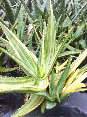 Lg. Highly Variegated Hawaiian Soap Aloe Plant (aloe saponaria)