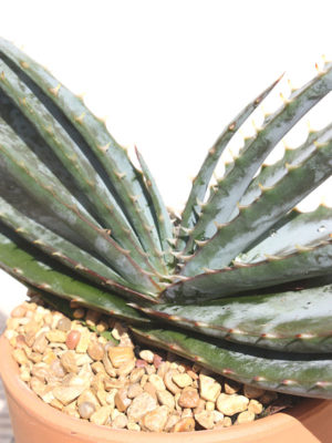 Alternative view of XL Mustache Aloe Plant (aloe suprafoliata)
