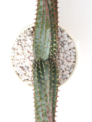 Alternative view of Lg. Mustache Aloe Plant (aloe suprafoliata)