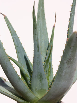 Alternative view of XL True Blue Aloe Plant (aloe hybrid)