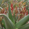 Madagascar Torch Aloe Plant (aloe vaombe)