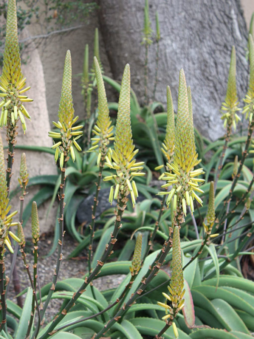 Van Balen’s Aloe (aloe vanbalenii) Urban Xeriscape