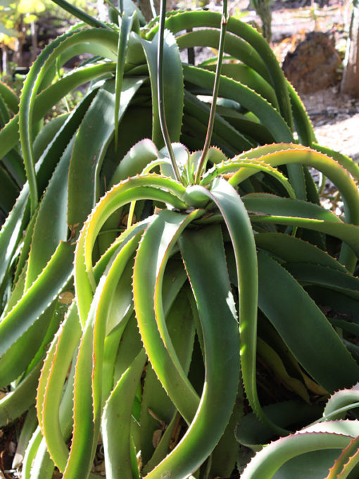 Van Balen’s Aloe (aloe vanbalenii) Urban Xeriscape