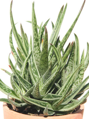 Alternative view of Lg. Petite Partridge Breast Aloe Plant (aloe variegata)