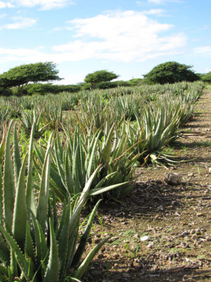 Alternative view of Aloe Vera (medical aloe)