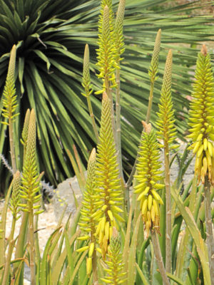Alternative view of Lg. Aloe Vera Medical Plant (aloe vera)