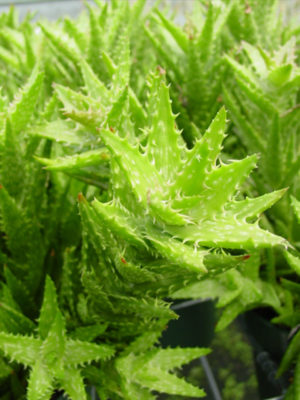 Alternative view of Lg. Zanzibar Voodoo Aloe Plant (aloe zanzibarica)