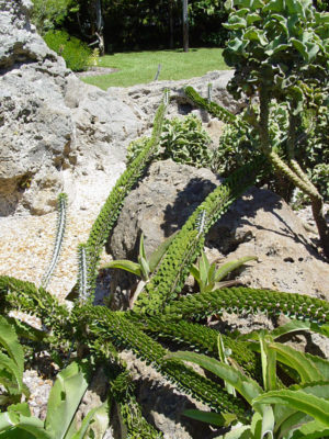 Alternative view of Silver Desert Serpent (alluaudia procera)