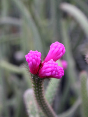 Alternative view of Neon Broom Cactus (arrojadoa penicillata)
