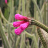 Neon Broom Cactus (arrojadoa penicillata)