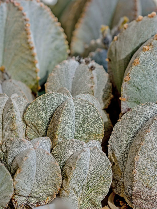 Lg. Aruba Blood Fruit Cactus (lemaireocereus griseus) Urban Xeriscape