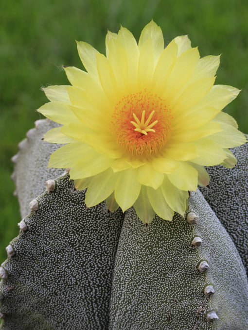 Lg. Aruba Blood Fruit Cactus (lemaireocereus griseus) Urban Xeriscape