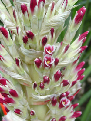 Alternative view of Lg. Fruiting Hearts of Flame Bromeliad (bromelia balansae)