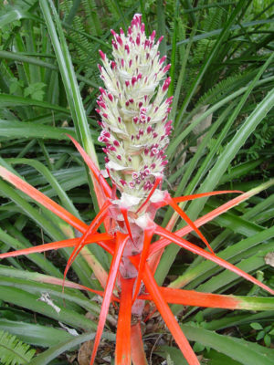 ORGANIC Wild Pineapple   Heart of Flame   Bromelia Balansae Plant TROPICAL Color 